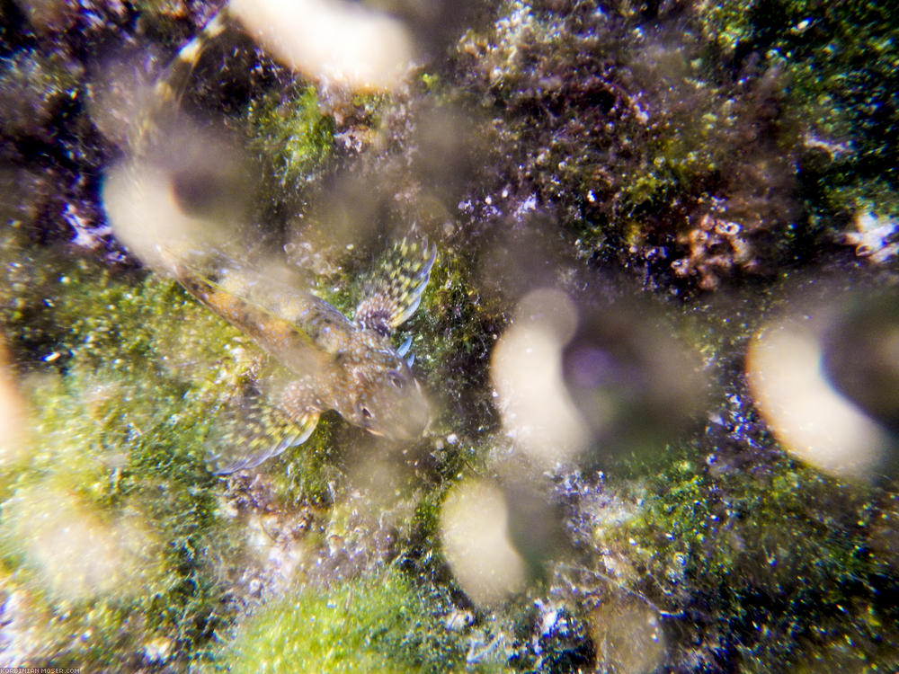 ﻿Faszinierende Unterwasserwelt. Die Anschaffung des wasserdichten Fotoapparats hat sich gelohnt.