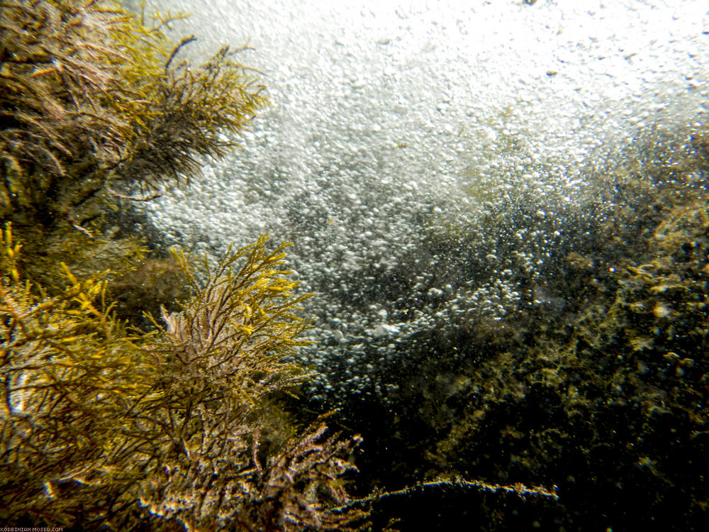 ﻿Faszinierende Unterwasserwelt. Die Anschaffung des wasserdichten Fotoapparats hat sich gelohnt.