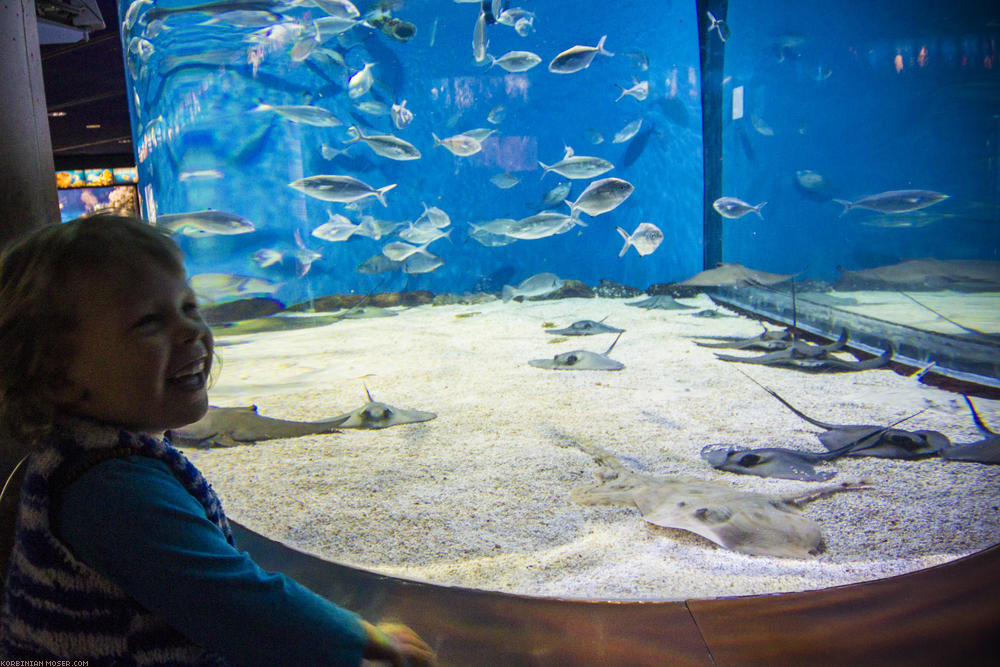 ﻿Barcelona Aquarium. Ein teures Vergnügen, wie so vieles hier.