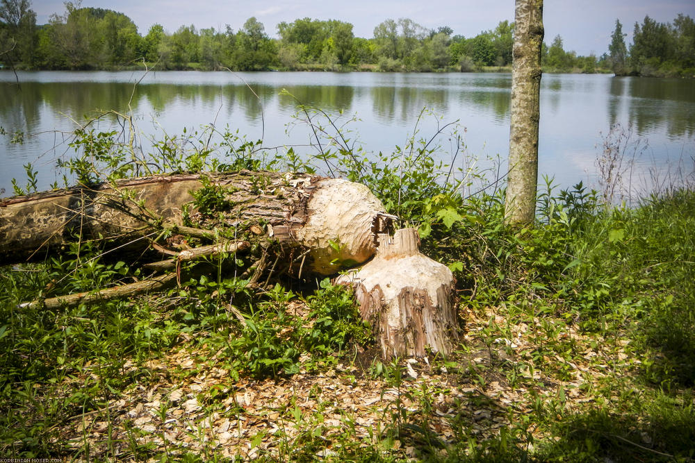 ﻿Biber. Die Viecher sind hier echt krass drauf. Alle paar Meter gefällte Bäume, richtig dicke.