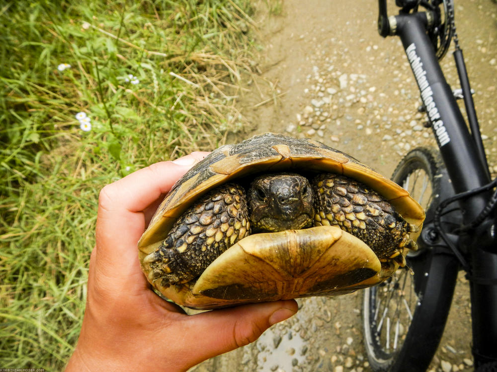 ﻿Wilde Schildkröten. Bei der ersten dachten wir noch, sie sei entlaufen. Doch dann sind uns noch weitere begegnet.