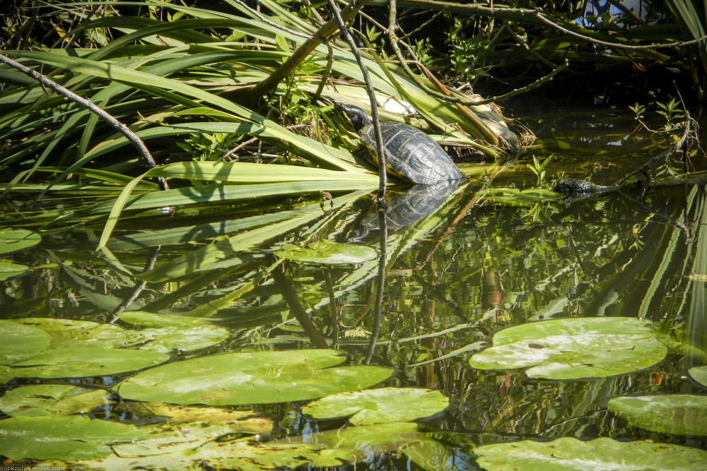 In der Lahn leben Wasserschildkröten.