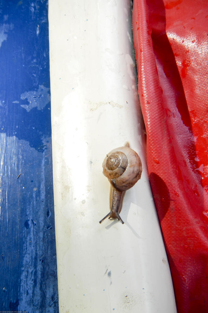 Oh la la. Diese Schnecke ist eine treue Begleiterin. Schon seit mehreren Tagen taucht sie immer wieder auf, kriecht fast immer dieselbe Strecke auf dem Bootsrand, bevor sie wieder in ihrem Versteck verschwindet.