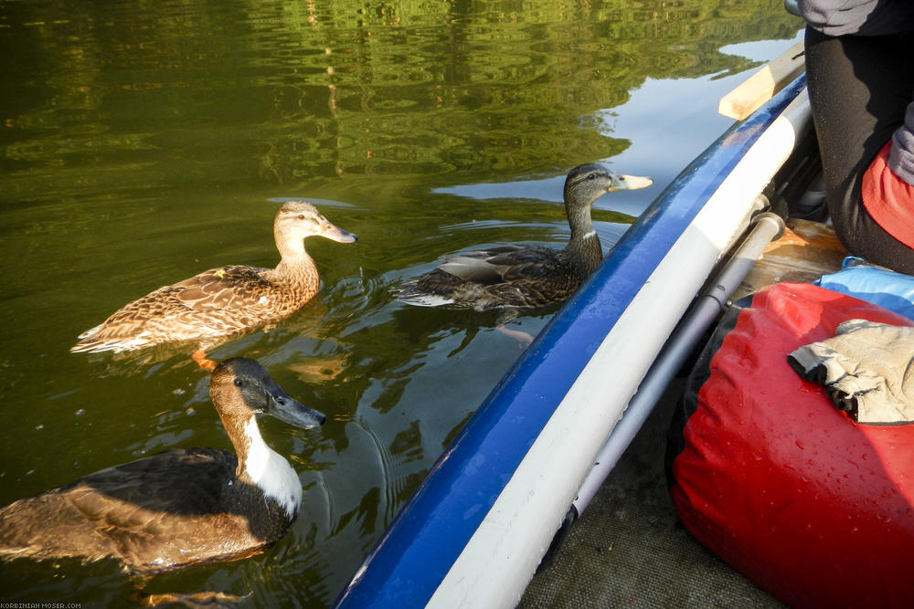 Grünschnäbel. Diese jungen Enten erhoffen sich von uns ein Frühstück.