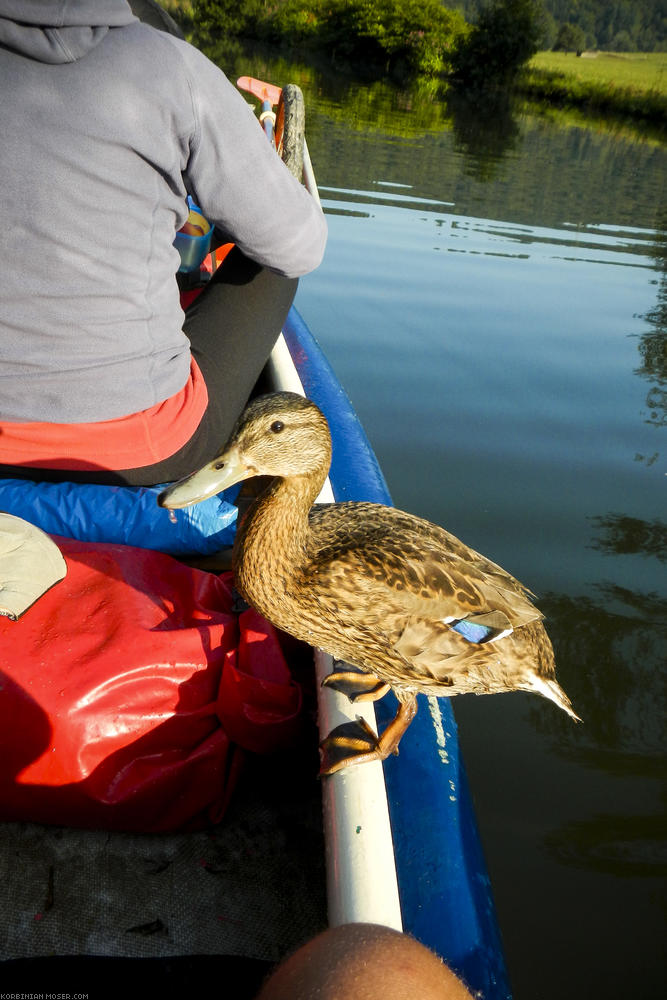 Grünschnäbel. Eine Ente springt sogar ins Boot.