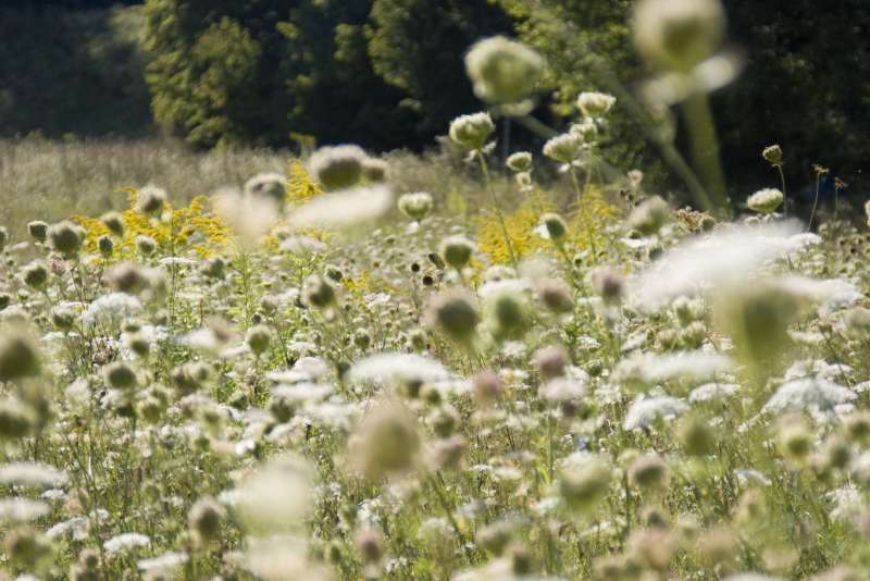 Country Life. In the Westerwald and elsewhere.