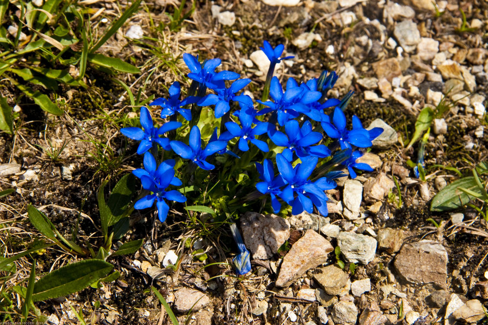 ﻿Blau, blau, blau blüht der En-zi-aaaaan... (cit. Heino, German folk music).