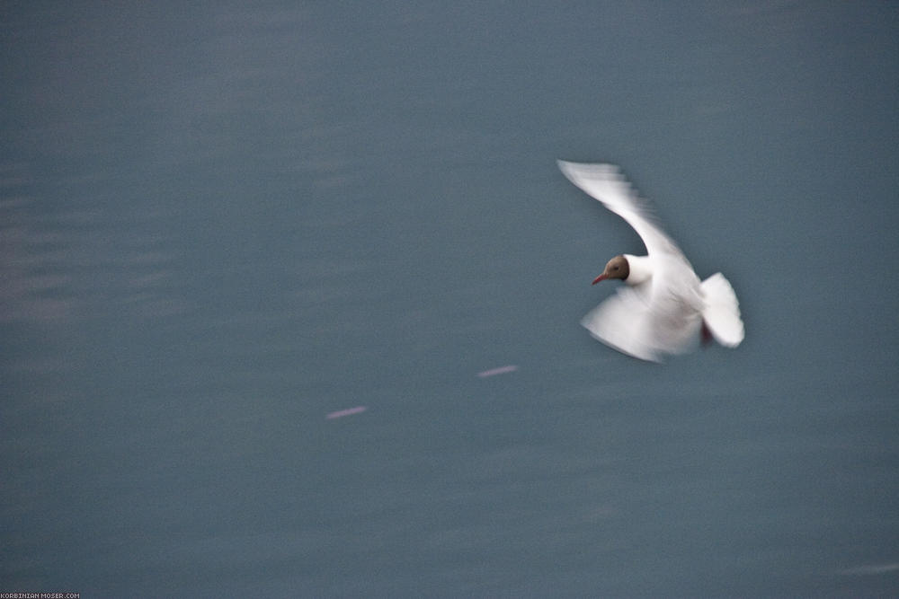 ﻿In the morning we awake with gull shouts.