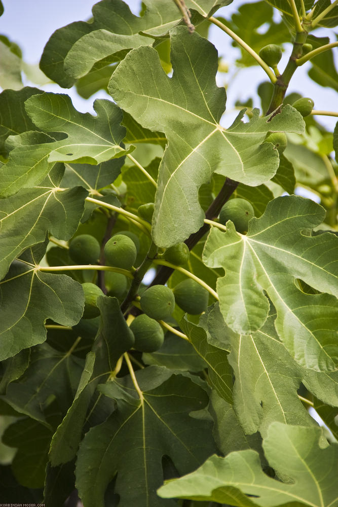 ﻿Argh, too early. Sooo many figtrees, whose fruits will be ripe not until 3-4 weeks!