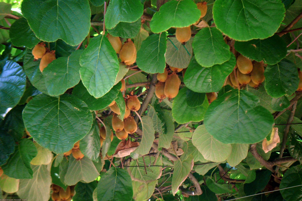 ﻿Wow. So sad, that my kiwi plant still has no fruits.