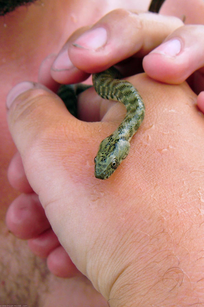 ﻿In the river Drava Korbinian meets water snakes daily.