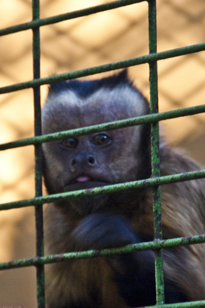 ﻿Pécs. Zoo. Love at first sight: This monkey totally digs Korbinian. All the time he looked at him, sometimes showed a shy smile and imitated Korbinians movements. In contrast, the girls were of no interest for him.