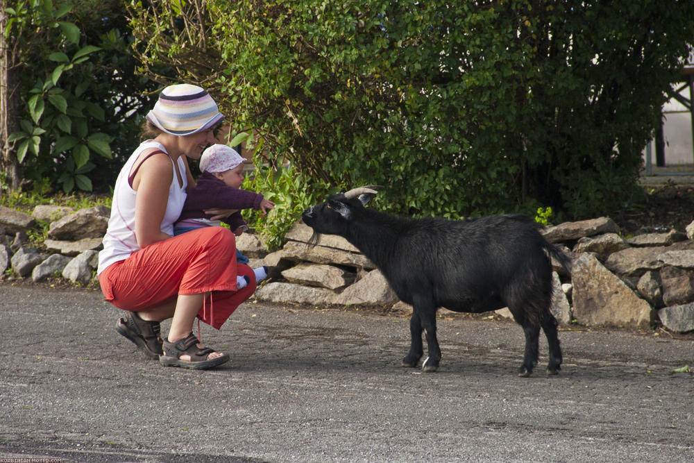 ﻿Welcome commitee. At the campsite we are saluted by two goats.