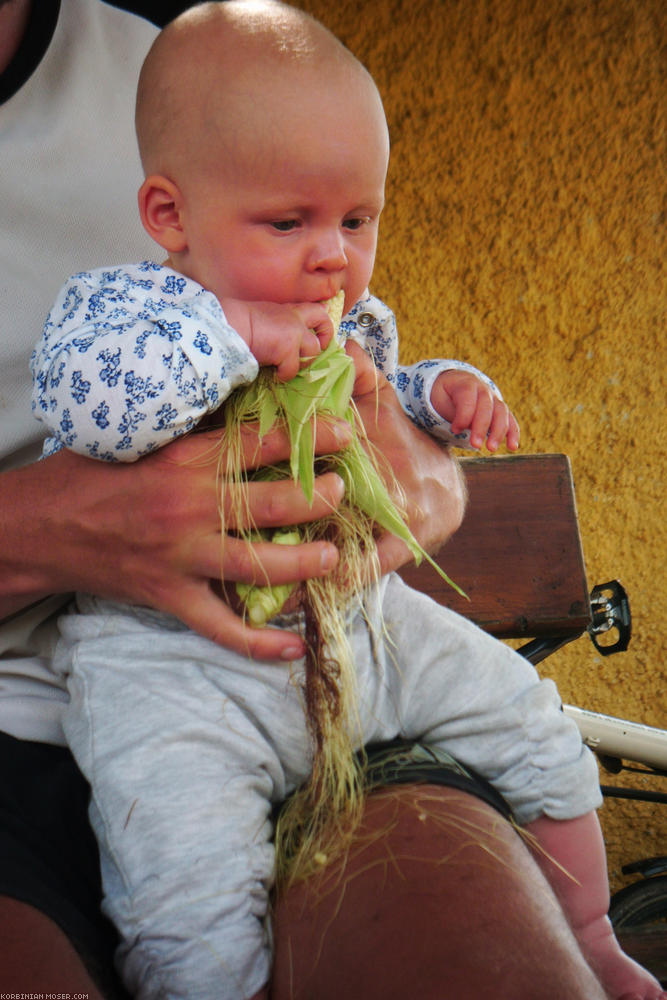 ﻿Mona's first corn cob.