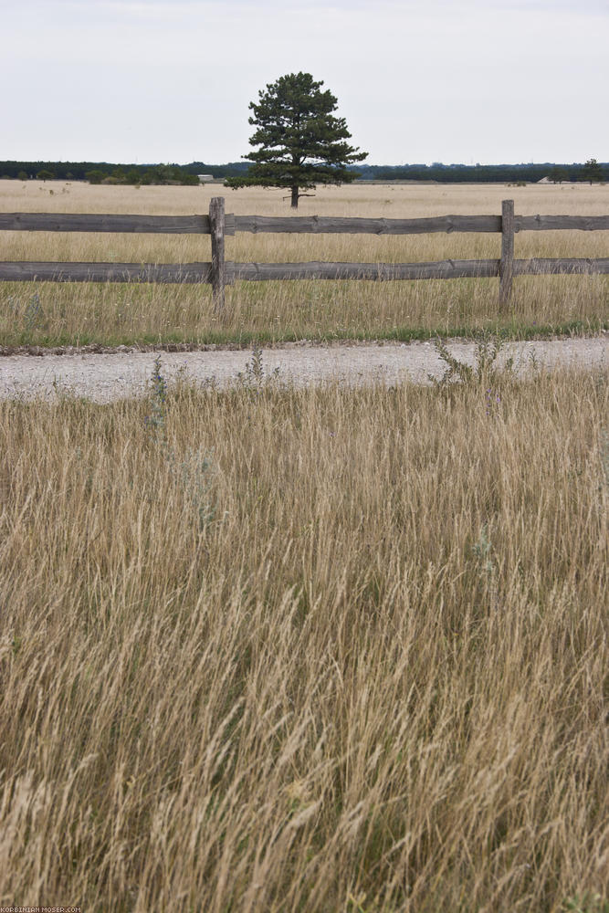 ﻿Arid environement. Large areas of dried grassland.