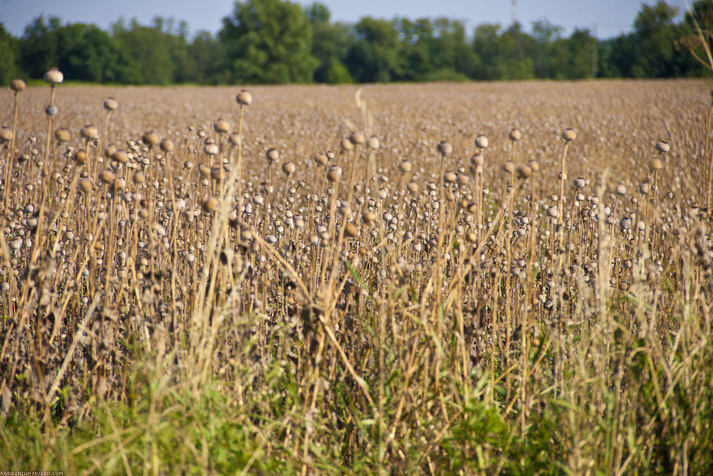 ﻿Opium plantation. The Hungarians love poppy seed. We see several of these huge fiels. Must have looked great, when they have been in flowers.