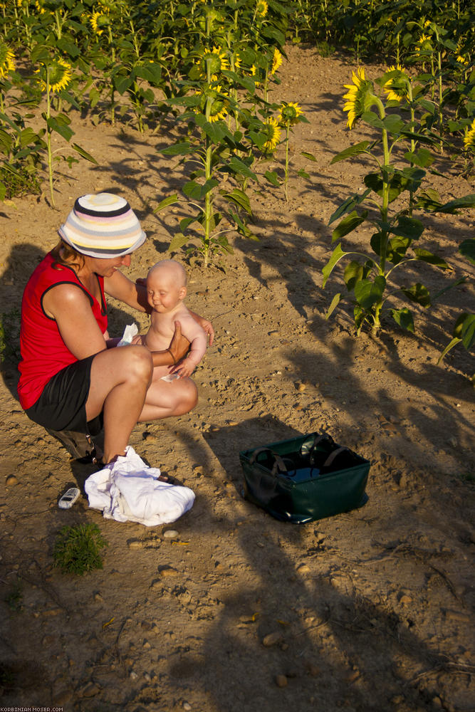 ﻿The daily bathing. In a sunflower field today.