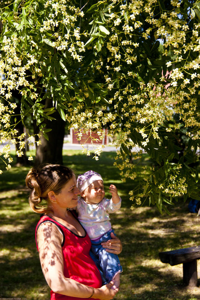 ﻿Botanic studies. Are robinia flowers eatable?