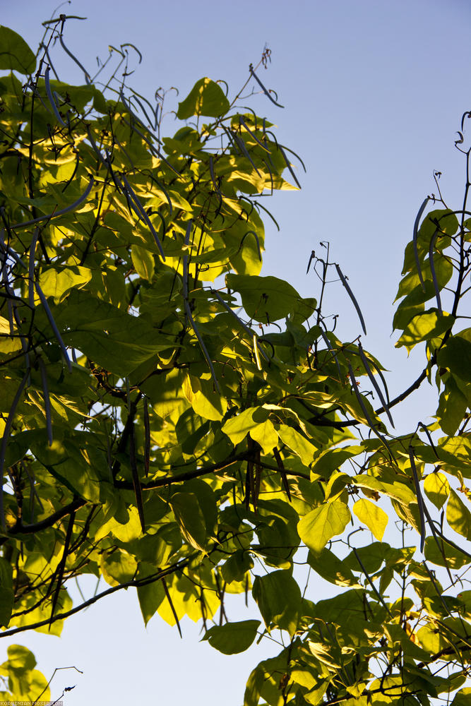 ﻿Sunset light in the Judas tree.