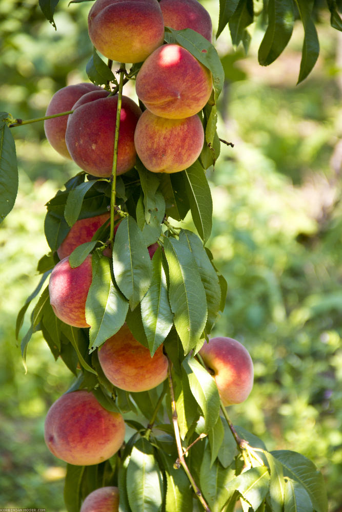 ﻿Croatia. Today we visit relatives on the other side of the border. They have a vineyard with a great view over the flatland. And huge, delicious peaches.