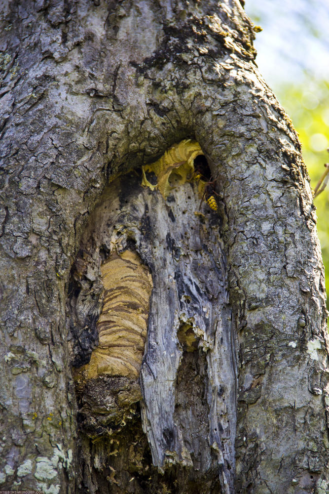 ﻿Bad place. For the pause we sit down exactly next to this hornet nest.