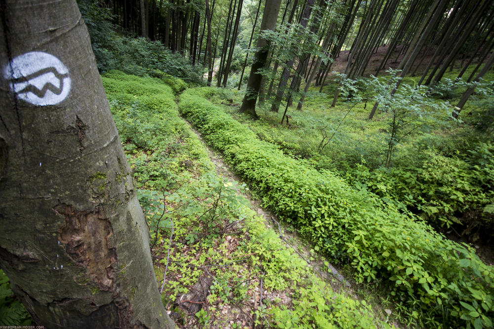 World Heritage Trail. Wachau-hike in July 2013