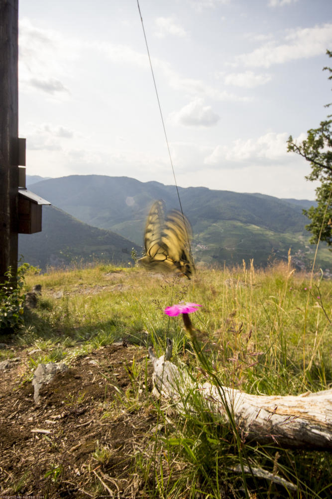 World Heritage Trail. Wachau-hike in July 2013