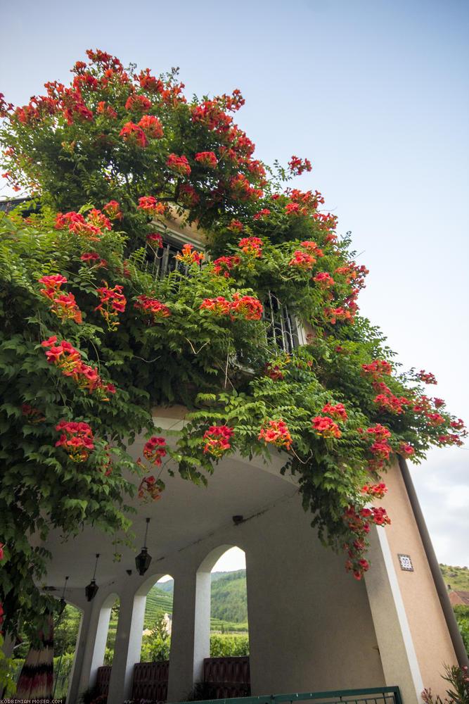 World Heritage Trail. Wachau-hike in July 2013