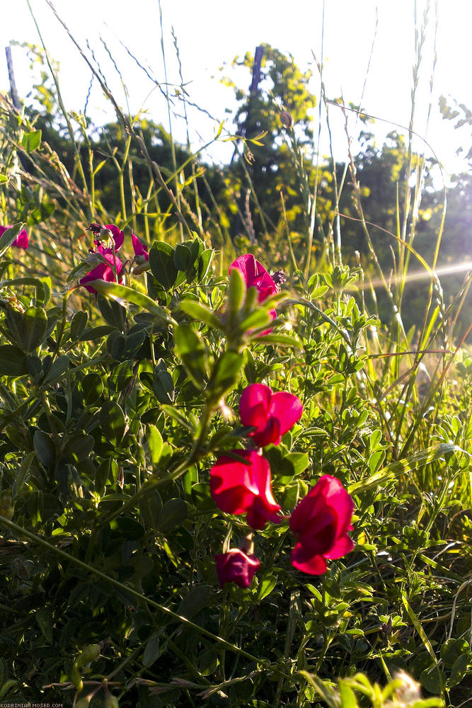 World Heritage Trail. Wachau-hike in July 2013