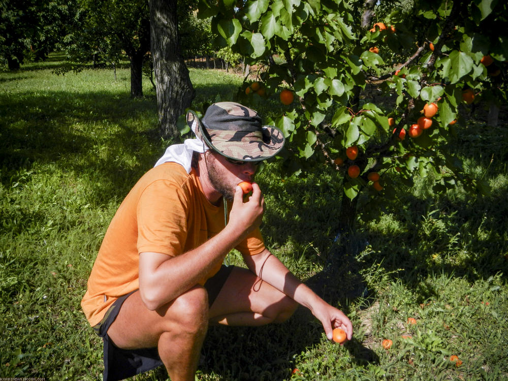 Delicious. Ripe apricots besides the road.