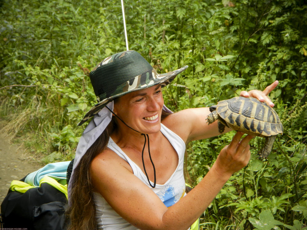 Wild turtles. At the first, we thought it was a runaway. But then we met more.