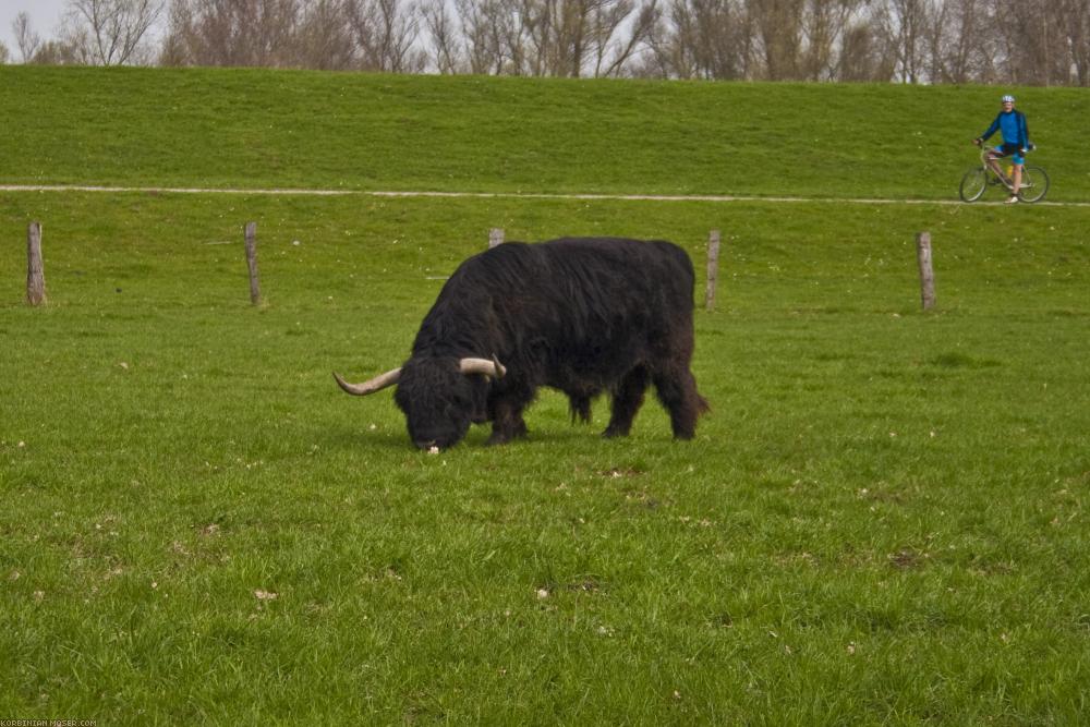 ﻿Benelux biciklitúra. A hideg, a szél és az eső ellenére. Húsvét 2010