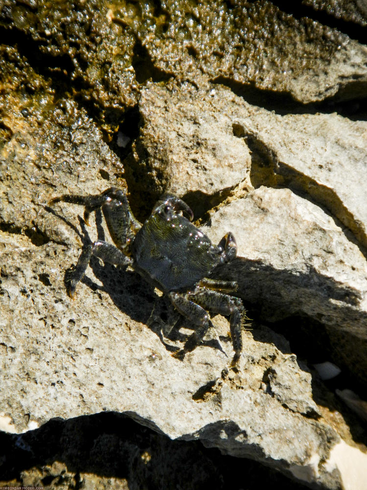 Lijepa Istra. Hegység és az Adriai-tenger horvátorszáon, július 2013